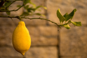 Conseils pour avoir un citronnier productif : Des citrons abondants comme jamais !